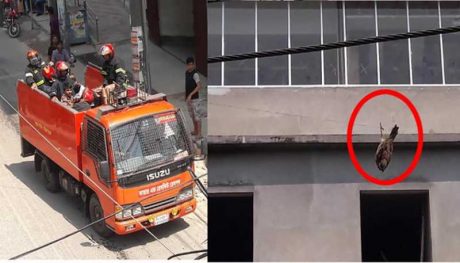 একটি ছোটো চড়ুই পাখিকে বাঁচাতে এলো দুটি ফায়ার সার্ভিসের গাড়ি, মানবতার দৃষ্টান্ত স্থাপিত হলো